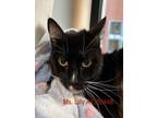 Adopt MISS LILY a Domestic Short Hair