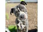 Adopt Charlise a Pit Bull Terrier