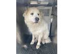 Adopt UNKNOWN a Great Pyrenees