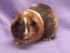 Adopt BAKLAVA a Guinea Pig