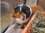 Adopt Mushu a Guinea Pig