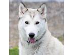 Adopt LATTE a Siberian Husky