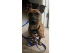 Adopt Ruby a Mixed Breed