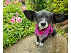 Adopt Ophelia a Chinese Crested Dog