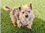 Adopt Chickpea a Terrier