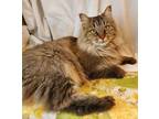 Adopt Vivian a Domestic Long Hair