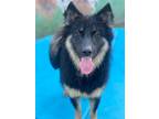 Adopt Marcia a Keeshond, German Shepherd Dog