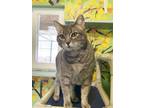 Adopt Whimsy a Domestic Short Hair, Tabby