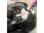 Adopt Locket a Domestic Short Hair