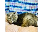 Adopt Pippi a Domestic Short Hair