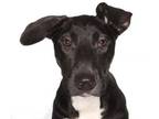 Adopt Sheena a Bull Terrier, Cane Corso