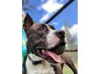 Adopt Summer a American Staffordshire Terrier