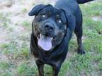 Adopt WHITNEY a Rottweiler, Mixed Breed