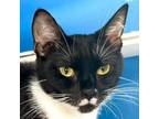 Adopt Venus a Domestic Short Hair