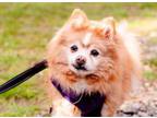 Adopt Petunia a Pomeranian