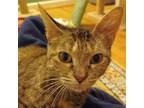 Adopt Harriet a Domestic Short Hair