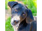 Adopt Sadie a German Shorthaired Pointer