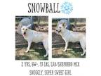 Adopt Snowball a Shepherd