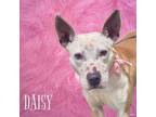 Adopt 24-03-0855 Daisy a Terrier