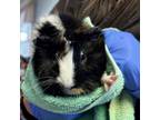 Adopt Nutmeg a Guinea Pig