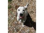 Adopt Gertrude a Labrador Retriever, Mixed Breed