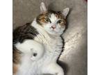 Adopt Snickers a Domestic Short Hair