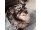 Adopt Roxy a Pomeranian, Mixed Breed