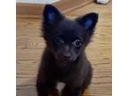 Adopt Seraphina a Pomeranian, Mixed Breed