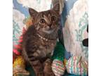 Adopt Layla Rae a Domestic Short Hair, Tabby