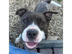 Adopt DUMPLIN a Staffordshire Bull Terrier