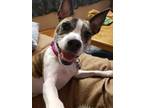 Adopt Mochi a Boston Terrier, Rat Terrier