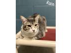 Adopt Rain a Tabby