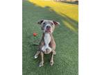 Adopt Gwen a Pit Bull Terrier, Mixed Breed