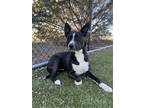 Adopt Jazzi a Border Collie, Mixed Breed