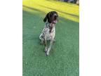 Adopt Abby a German Shorthaired Pointer, Mixed Breed