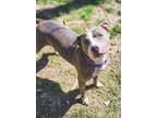 Adopt Lavender a American Staffordshire Terrier, Mixed Breed