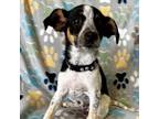 Adopt Blossom a Terrier