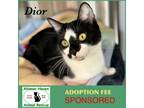 Adopt Dior a Domestic Short Hair