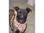 Adopt Kennedy a Plott Hound, Mixed Breed