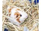 Adopt FREDERIKA a Guinea Pig