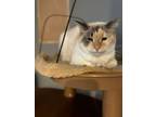 Adopt Coraline a Siamese