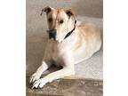 Adopt Maggie a Great Dane, Labrador Retriever