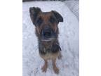 Adopt Pepper a German Shepherd Dog