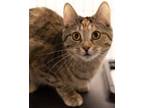 Adopt Cindi a Domestic Short Hair