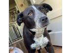 Adopt Sadie a German Shorthaired Pointer