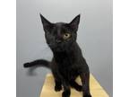 Adopt Daisy a Domestic Short Hair