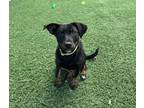 Adopt Roxie a Australian Cattle Dog / Blue Heeler