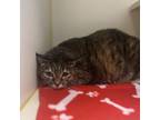 Adopt Sugar a Domestic Short Hair