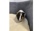 Adopt Bernadette a Guinea Pig