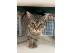 Adopt Sophie a Domestic Short Hair